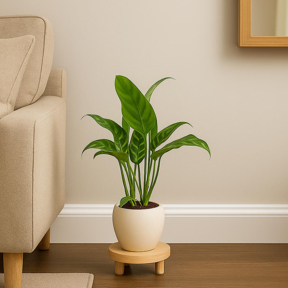Aglaonema Maria
