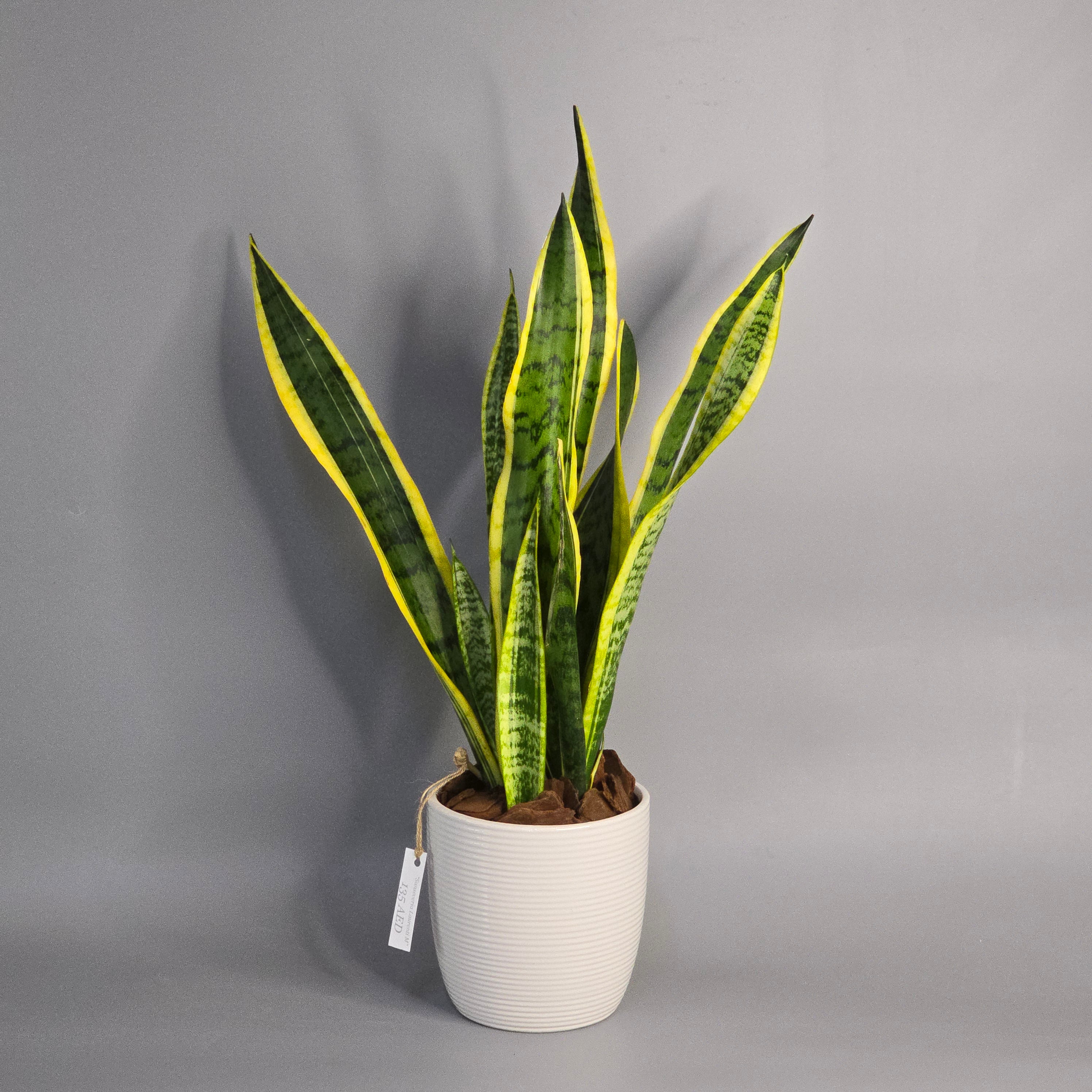 Sanseveria Laurentil