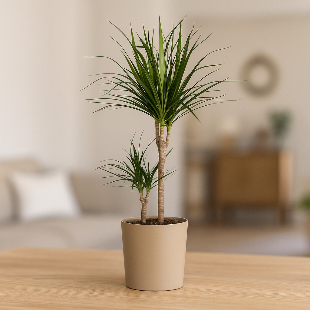 Dragon Tree