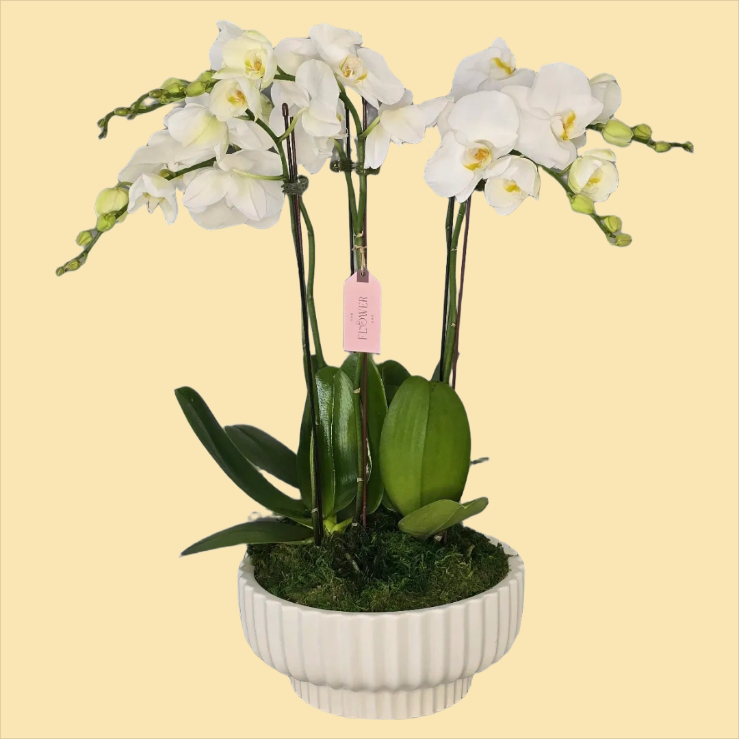 Orchid Plants