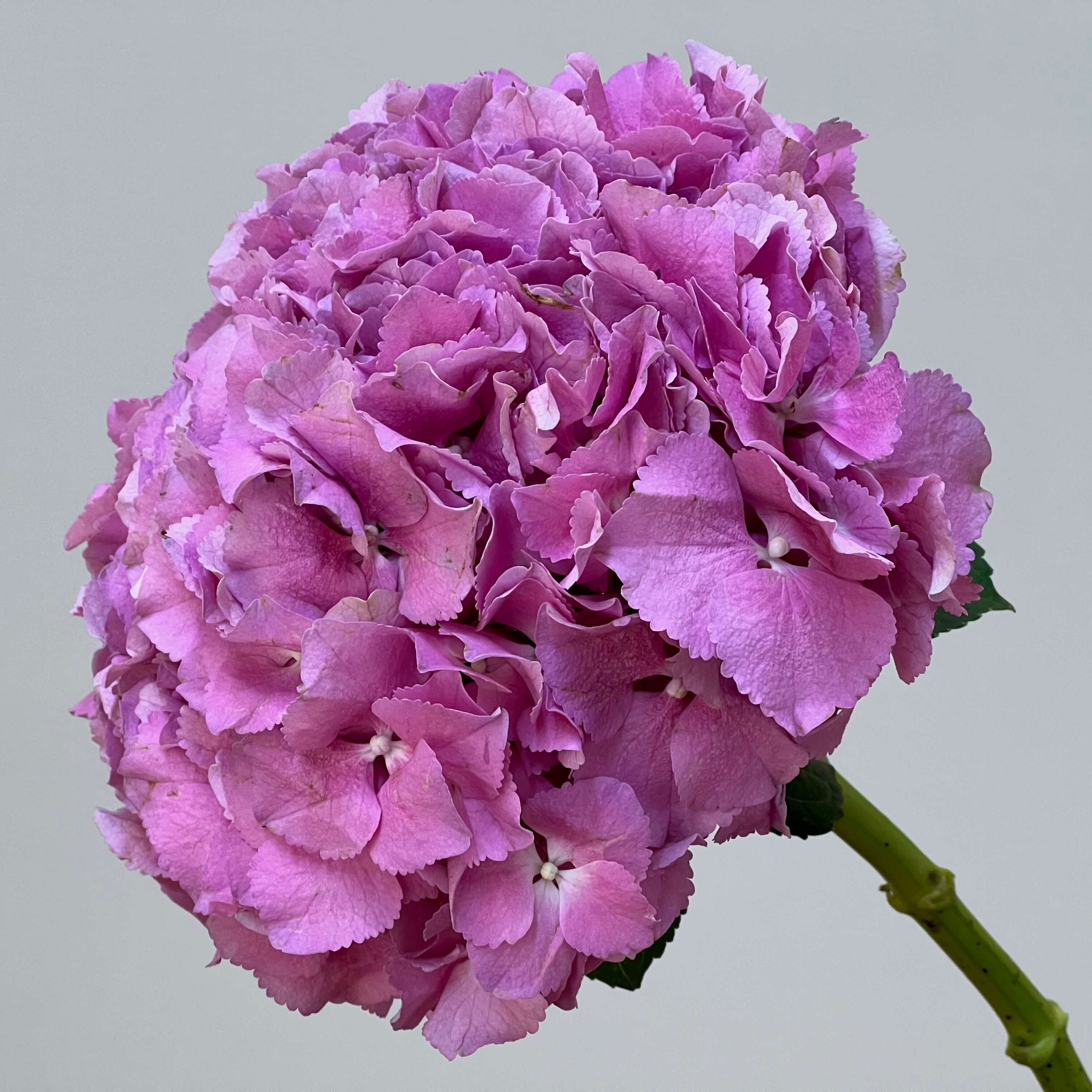 3 Pink Hydrangeas