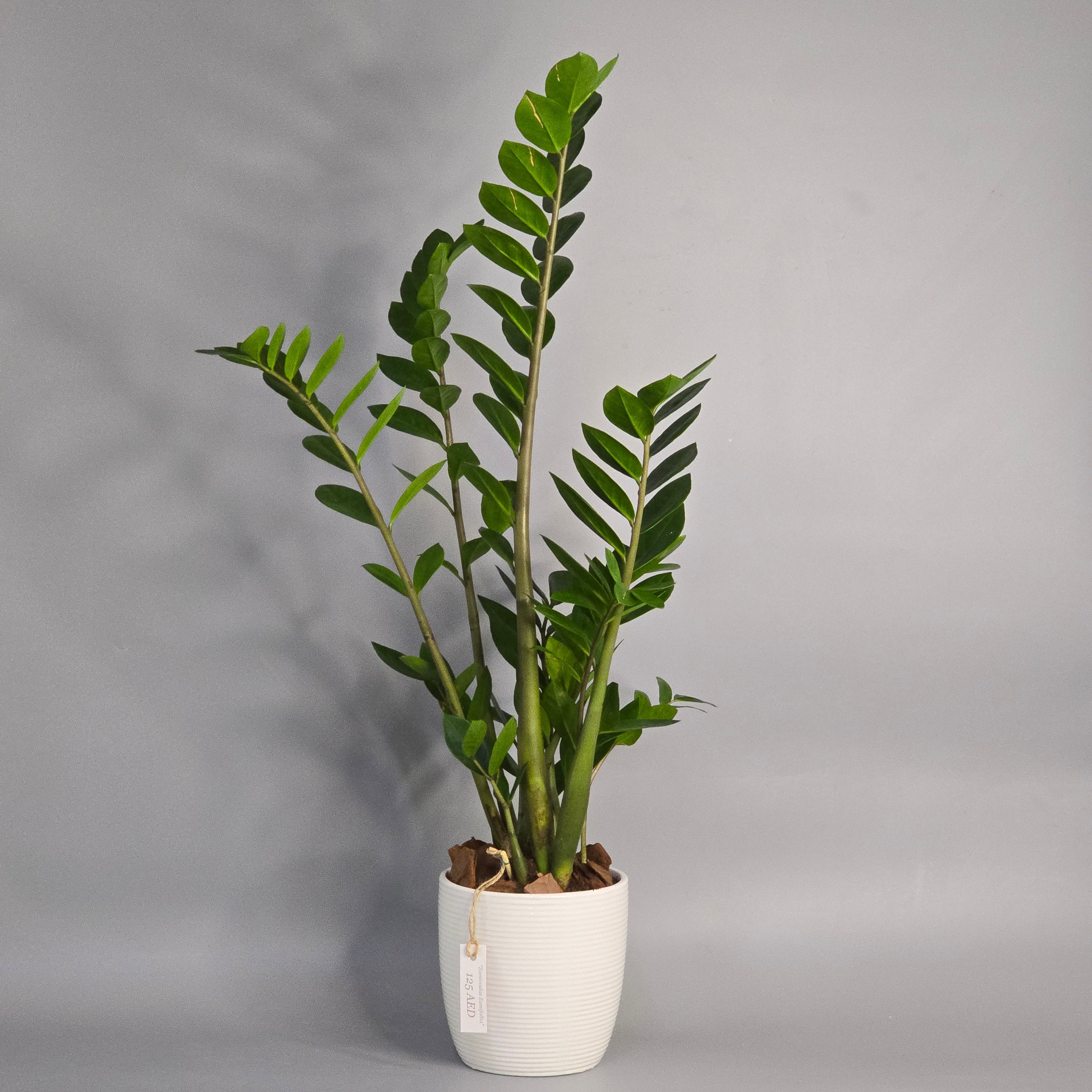 The Zamioculcas Zamifolia: A Resilient and Beautiful Addition to Your Indoor Garden