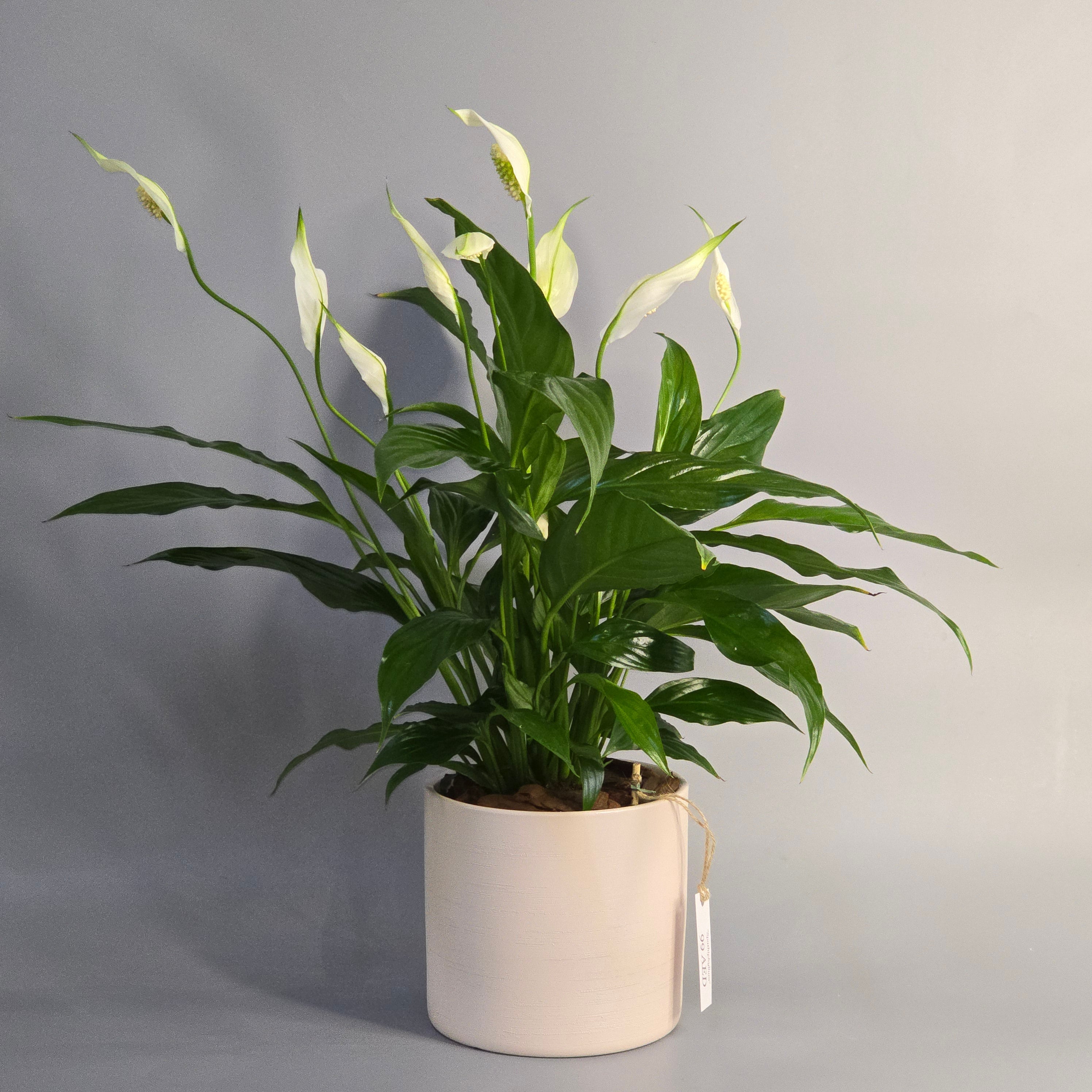 Spathiphyllum Mix: The Elegant and Resilient Indoor Plant