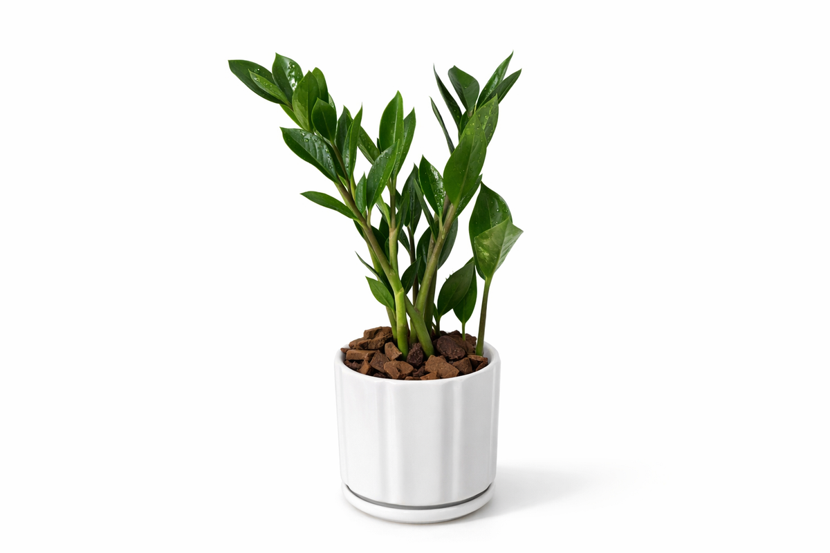 Plants