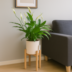 Spathiphyllum Mix