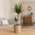 Dragon Tree