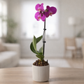 Purple Orchids