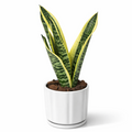 Snake Plant