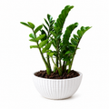 ZZ Plant (Large)