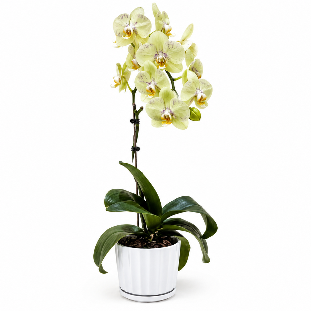 Potted orchid with white flowers on a white background