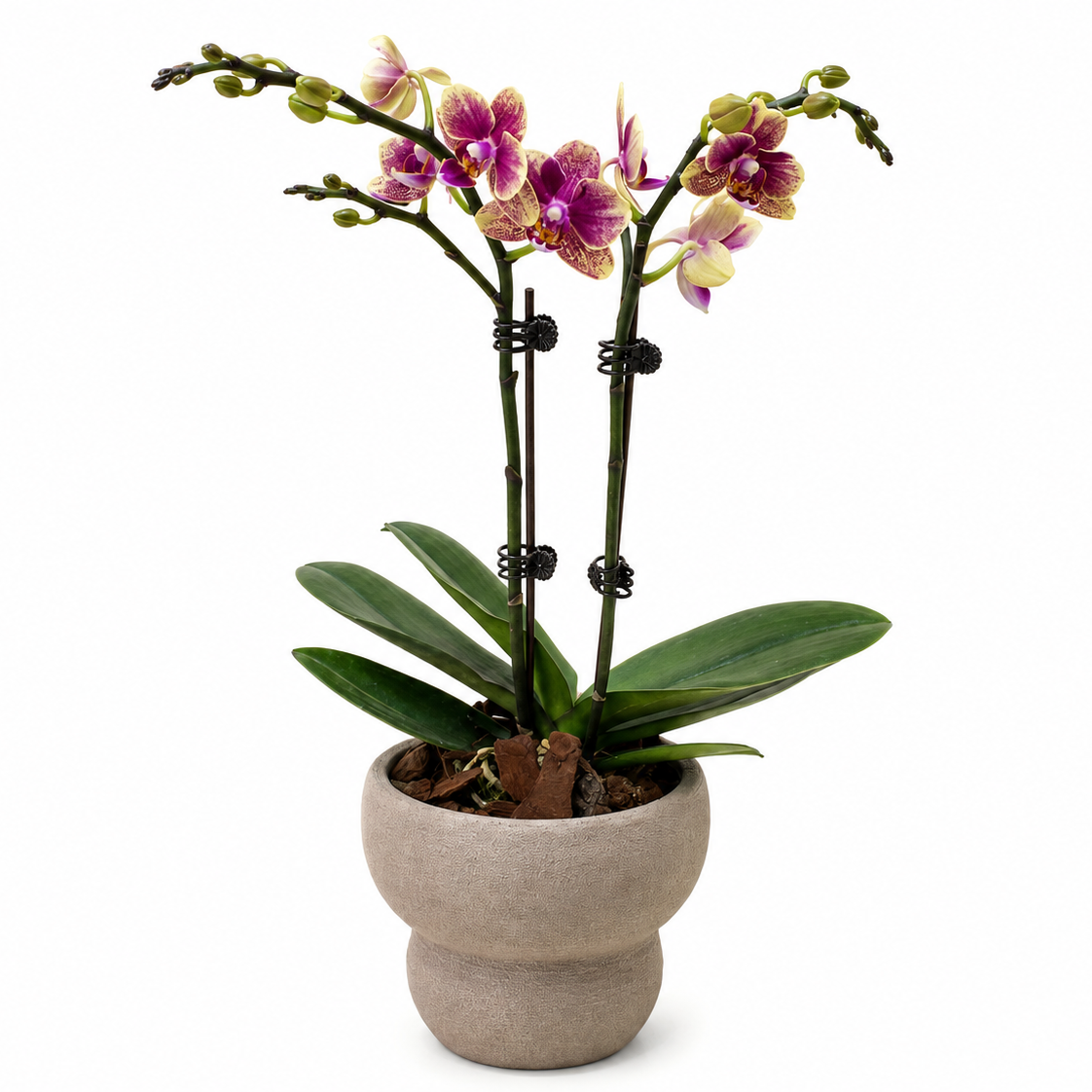 Potted orchid with multicolored flowers on a white background