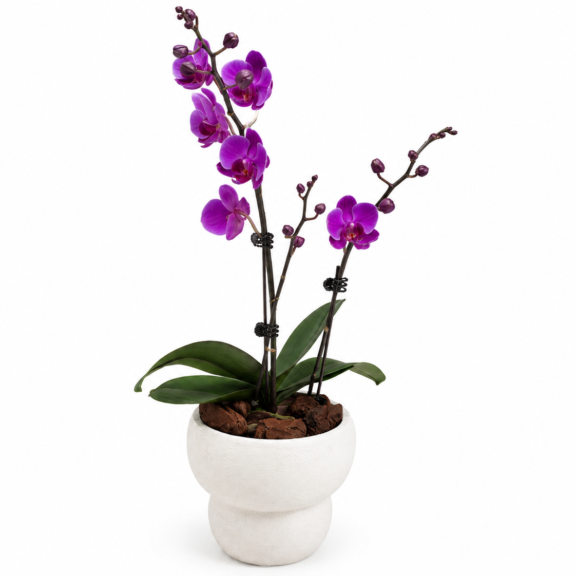 Purple orchid plant in a white pot on a white background