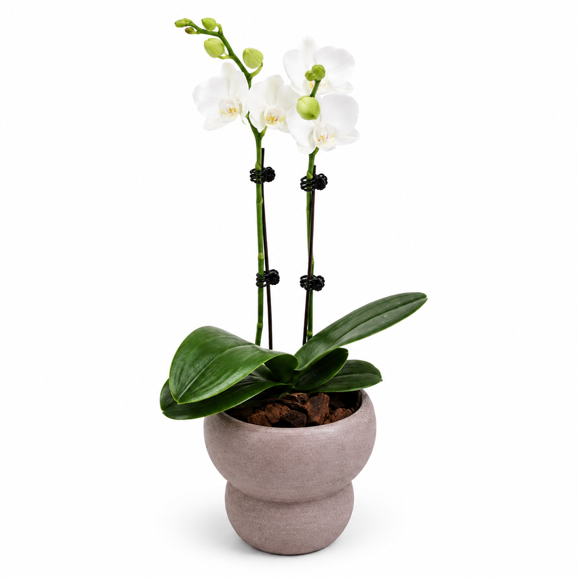 Potted orchid plant with white flowers on a white background