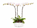 Orchids Arrangement (Medium)