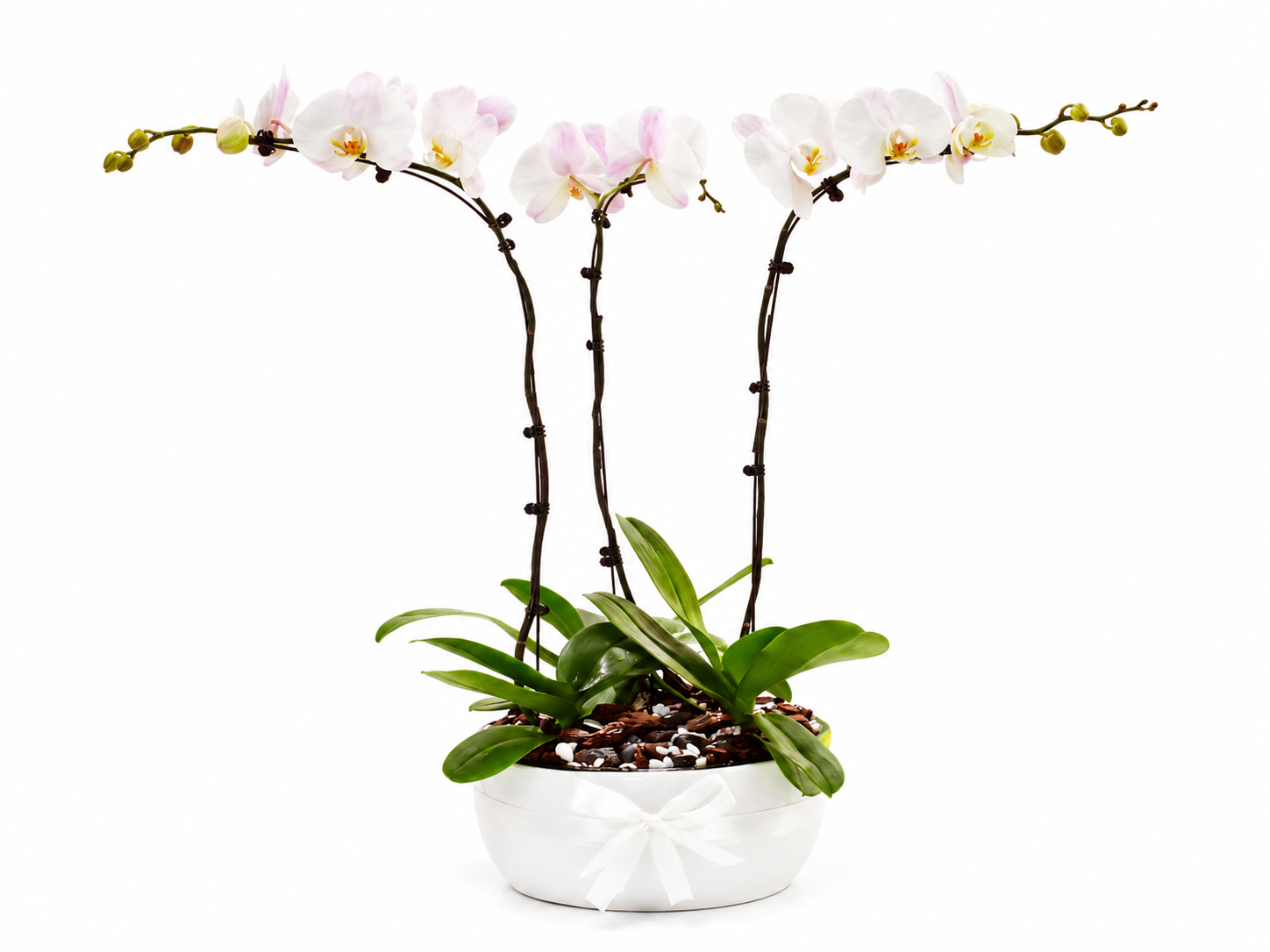 Orchids Arrangement (Medium)