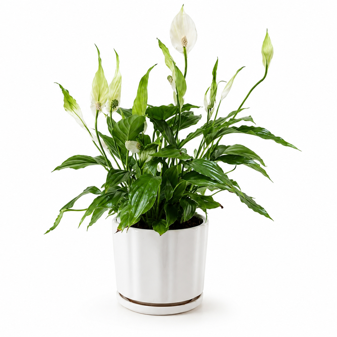 Spathiphyllum Mix