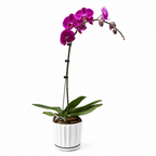 Purple orchid in a silver pot on a white background