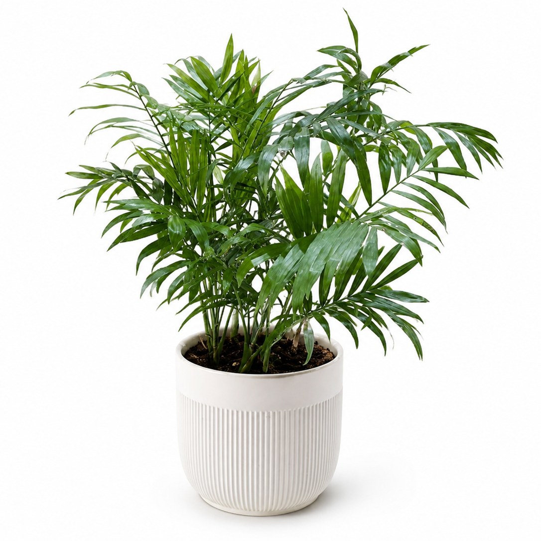 Potted plant with green leaves on a white background