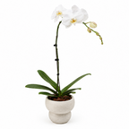 Potted white orchid plant on a white background