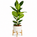 Green potted plant on a white background