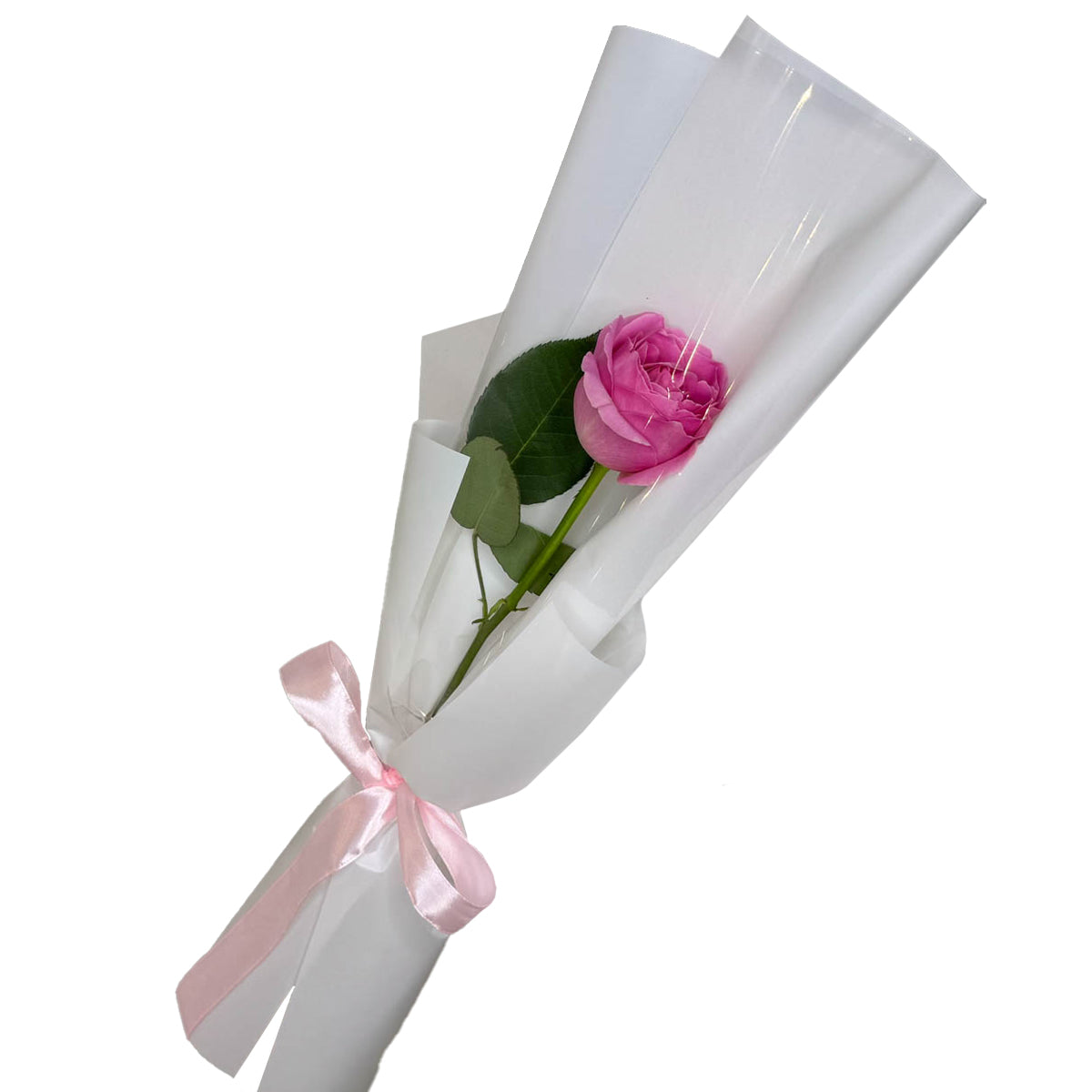 Single pink rose