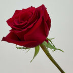 10 Red Roses