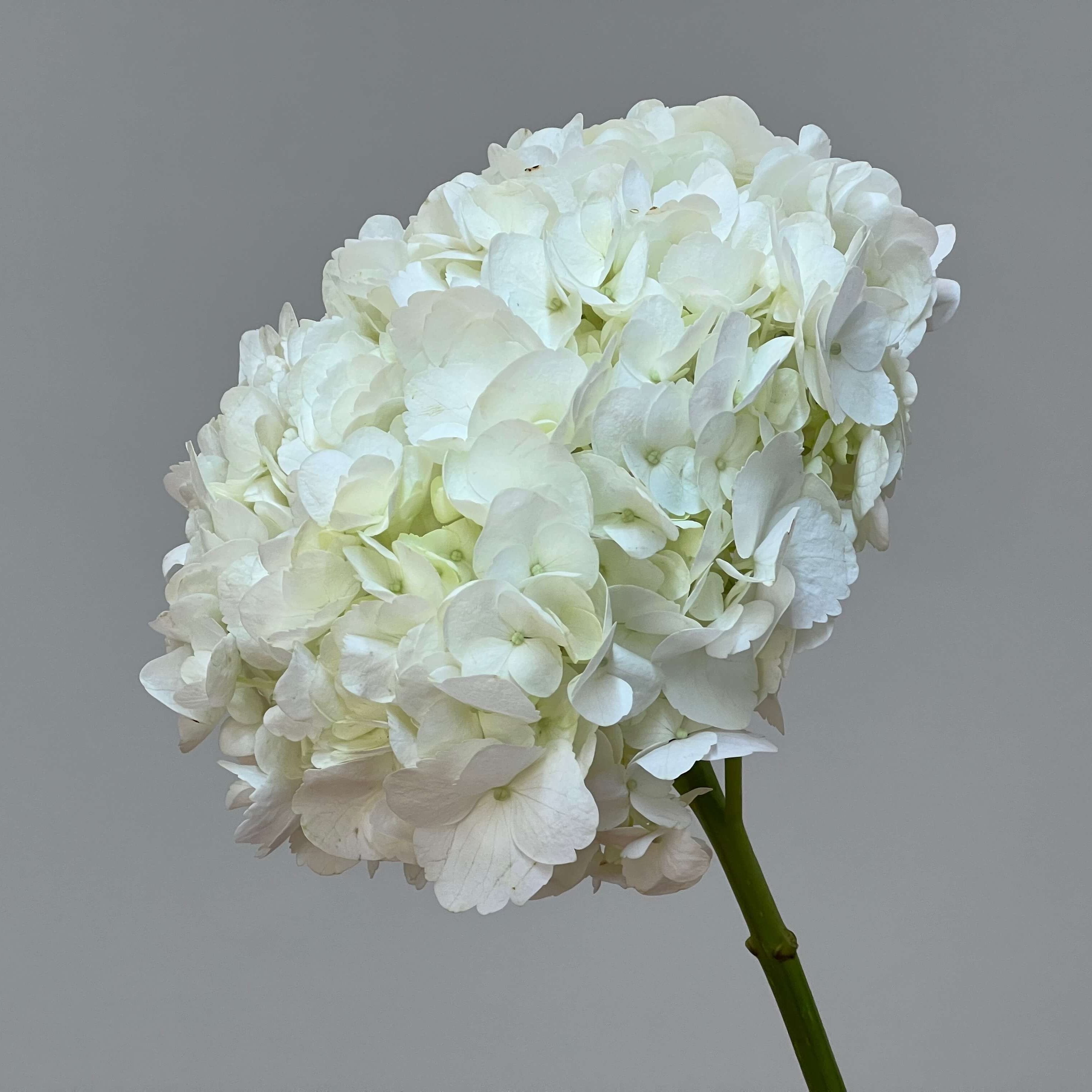 3 White Hydrangeas