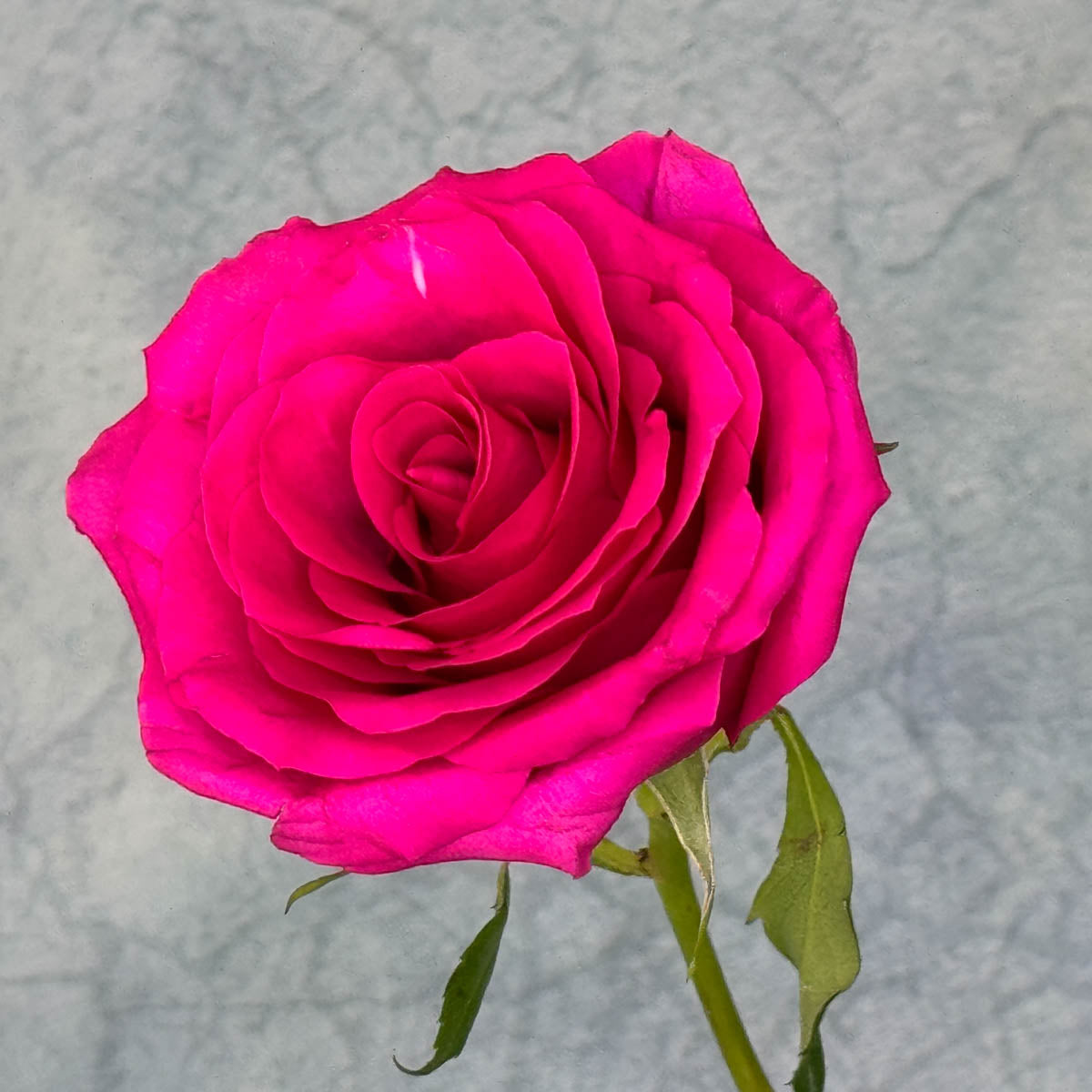 10 Bright Pink Roses