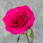10 Bright Pink Roses