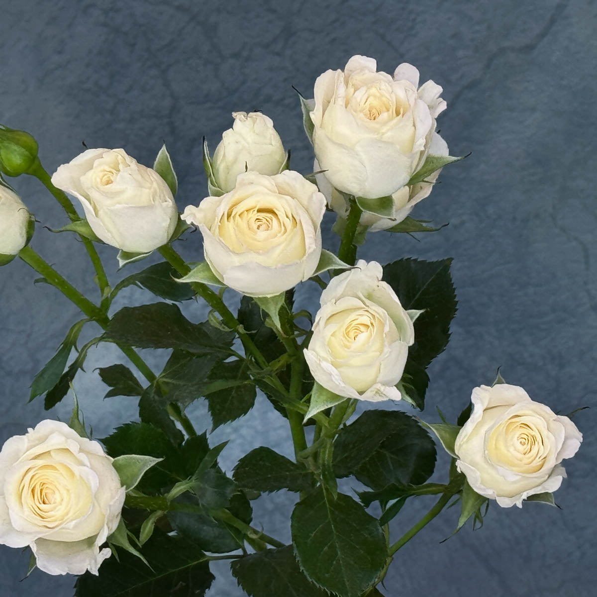 10 White Spray Roses