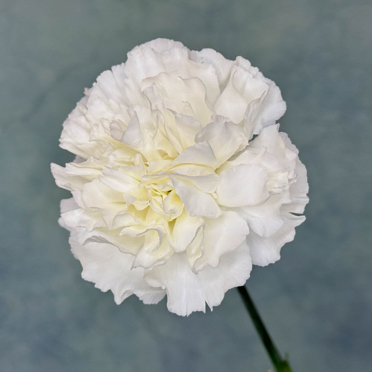 Ten White Carnations