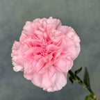 Ten Pink Carnations
