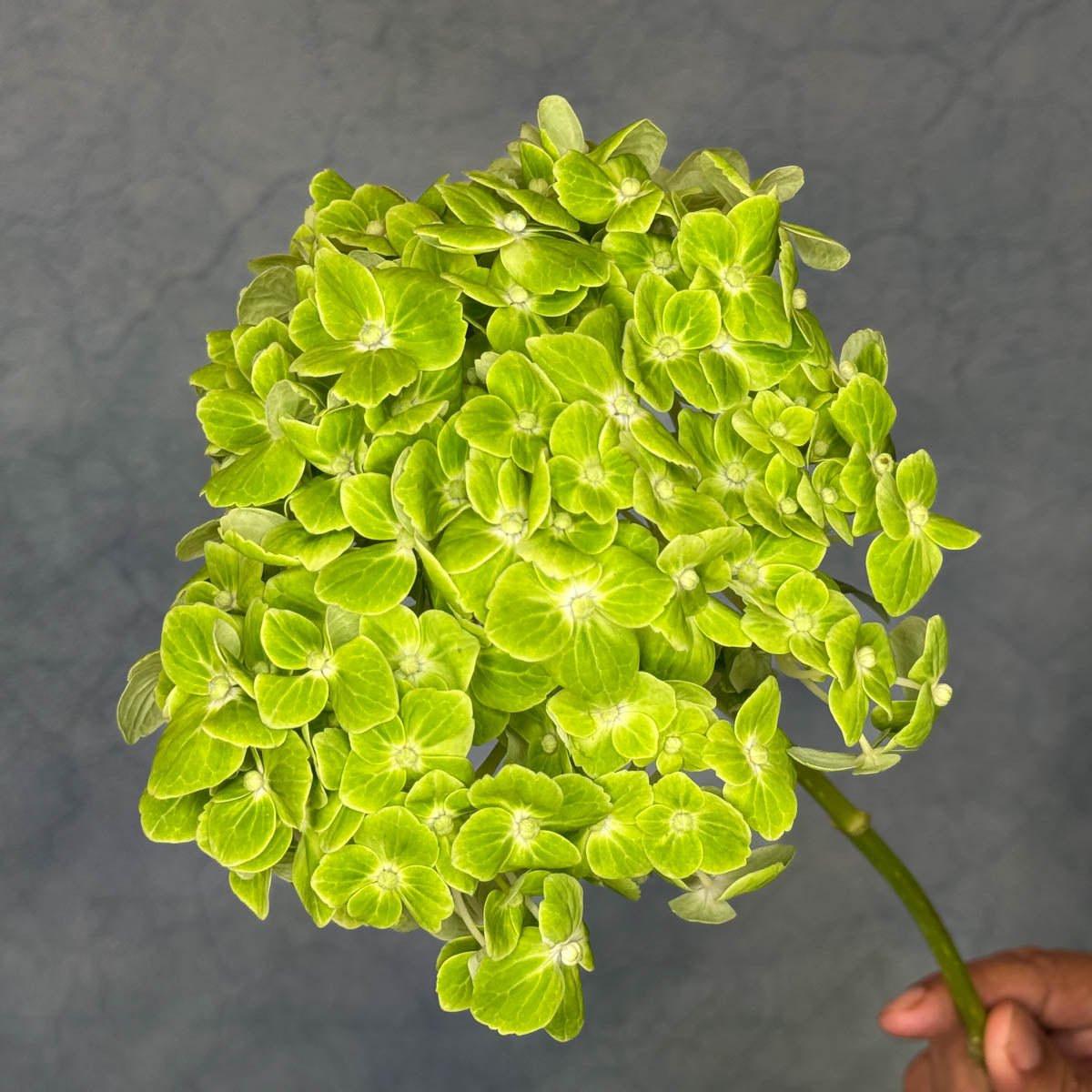 3 Green Hydrangeas