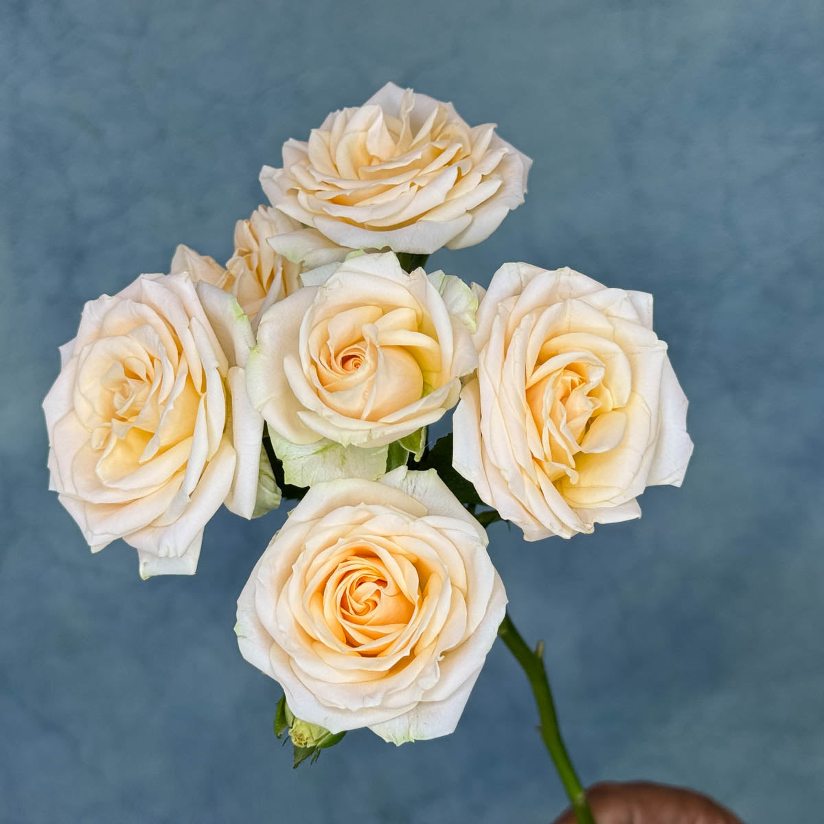 10 Cream Spray Roses