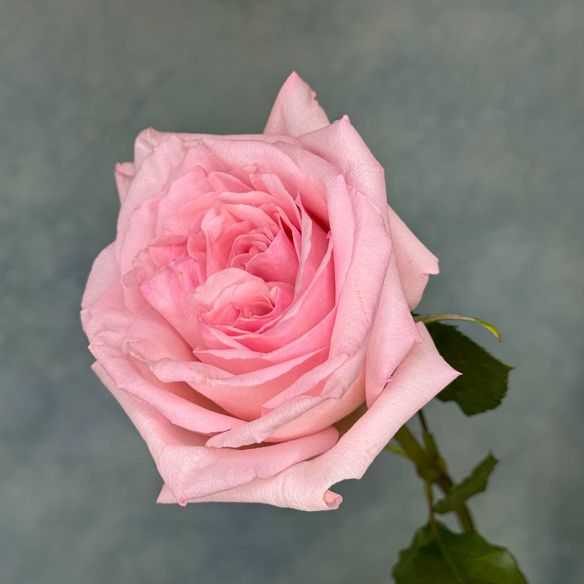 10 Pink O'hara Roses