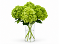 4 Green Hydrangea in Clear Glass Vase