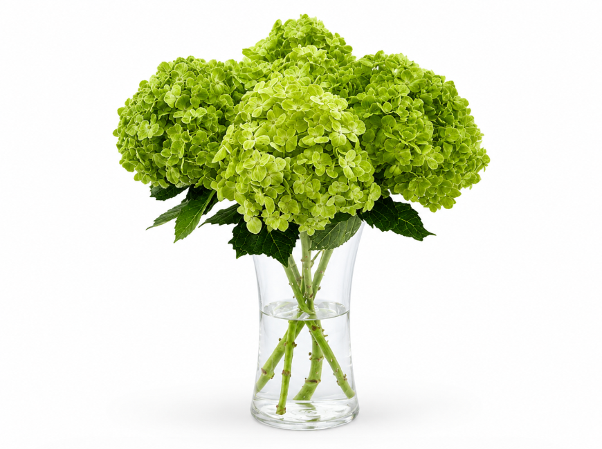 4 Green Hydrangea in Clear Glass Vase