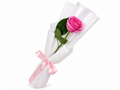 Single Rose