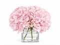 Square vase with 5 Hydrangeas