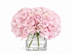 Square vase with 5 Hydrangeas