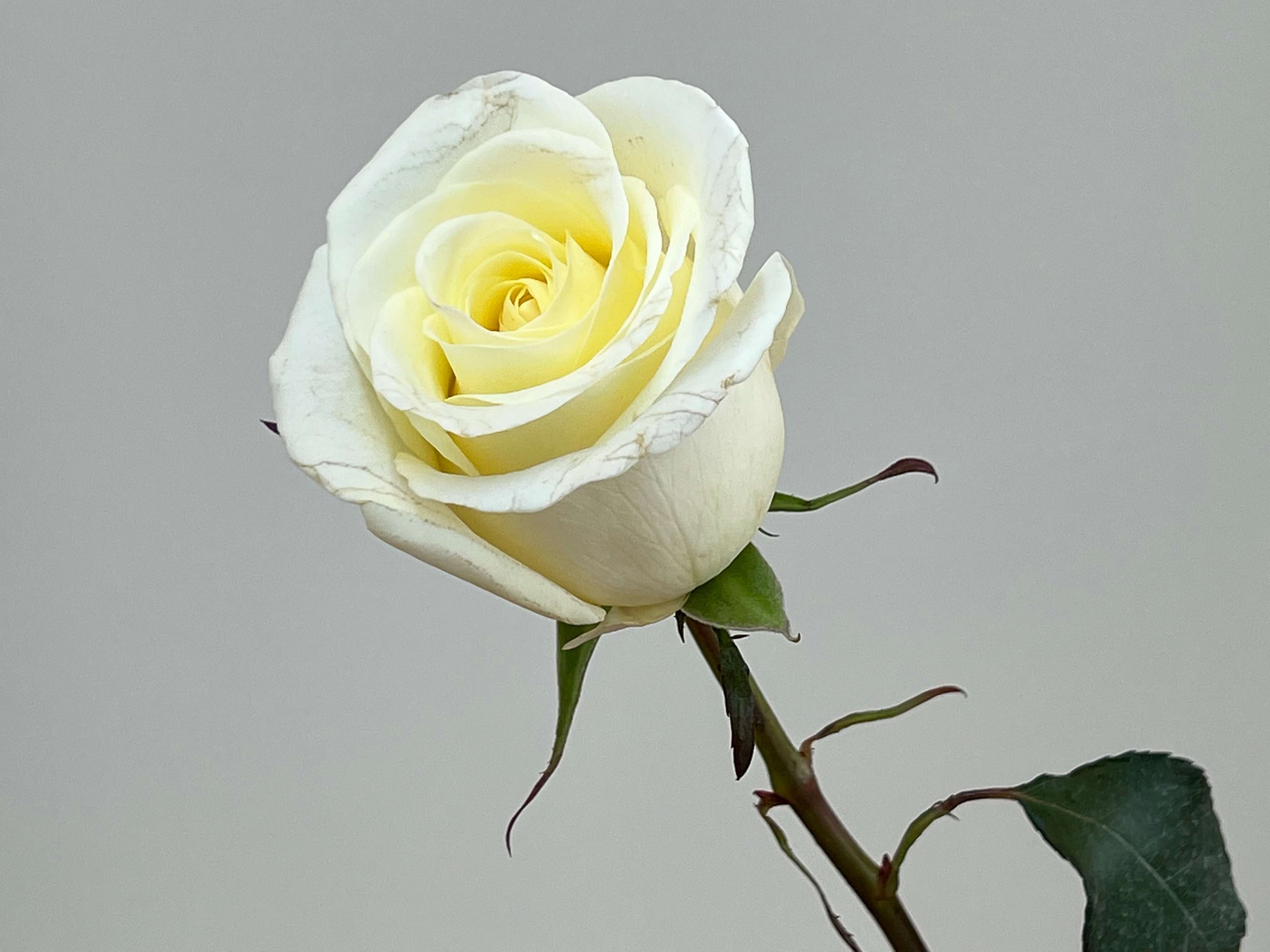 Букет из роз «Счастливая Ариель»