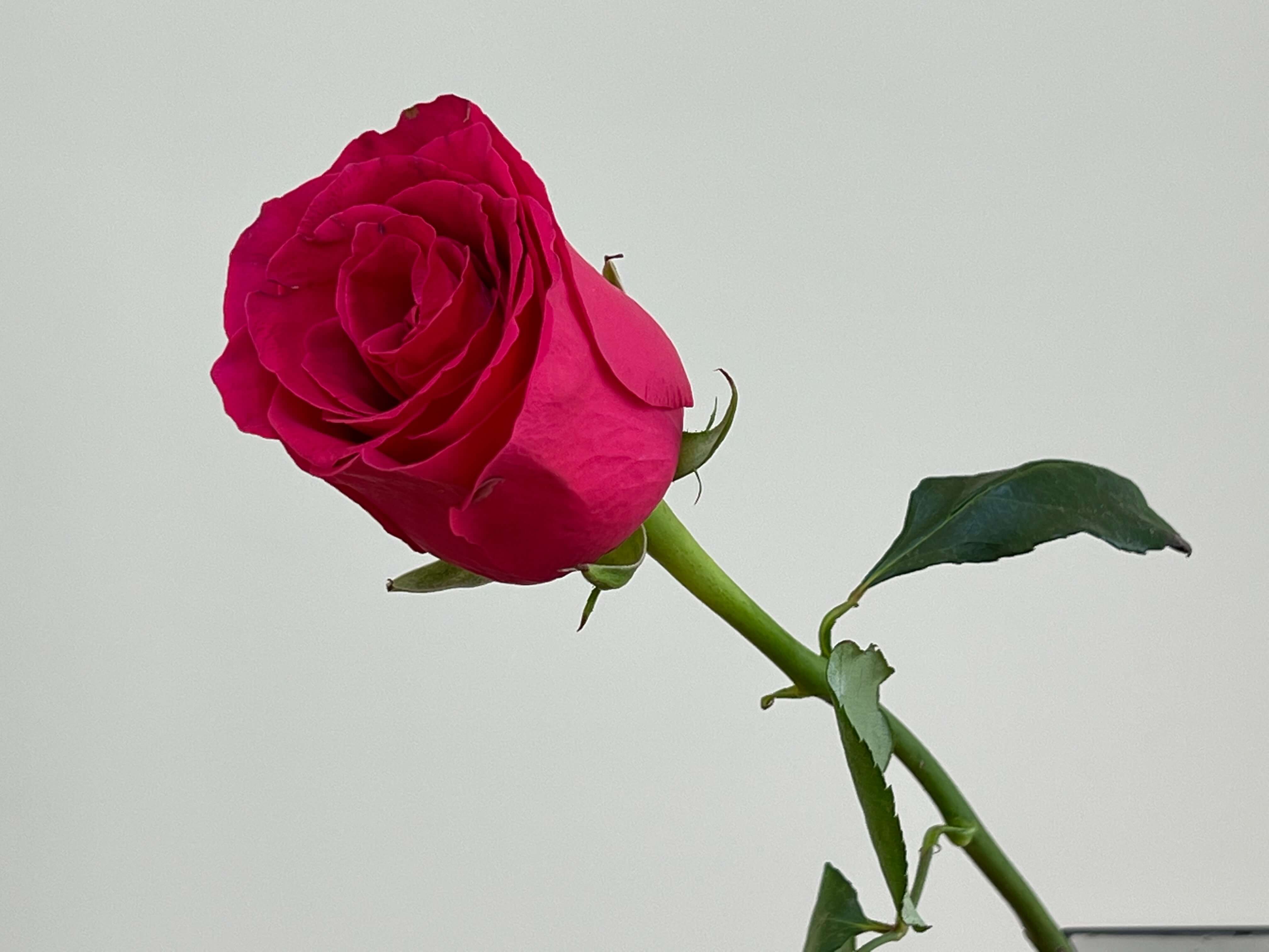 Букет из роз «Счастливая Ариель»