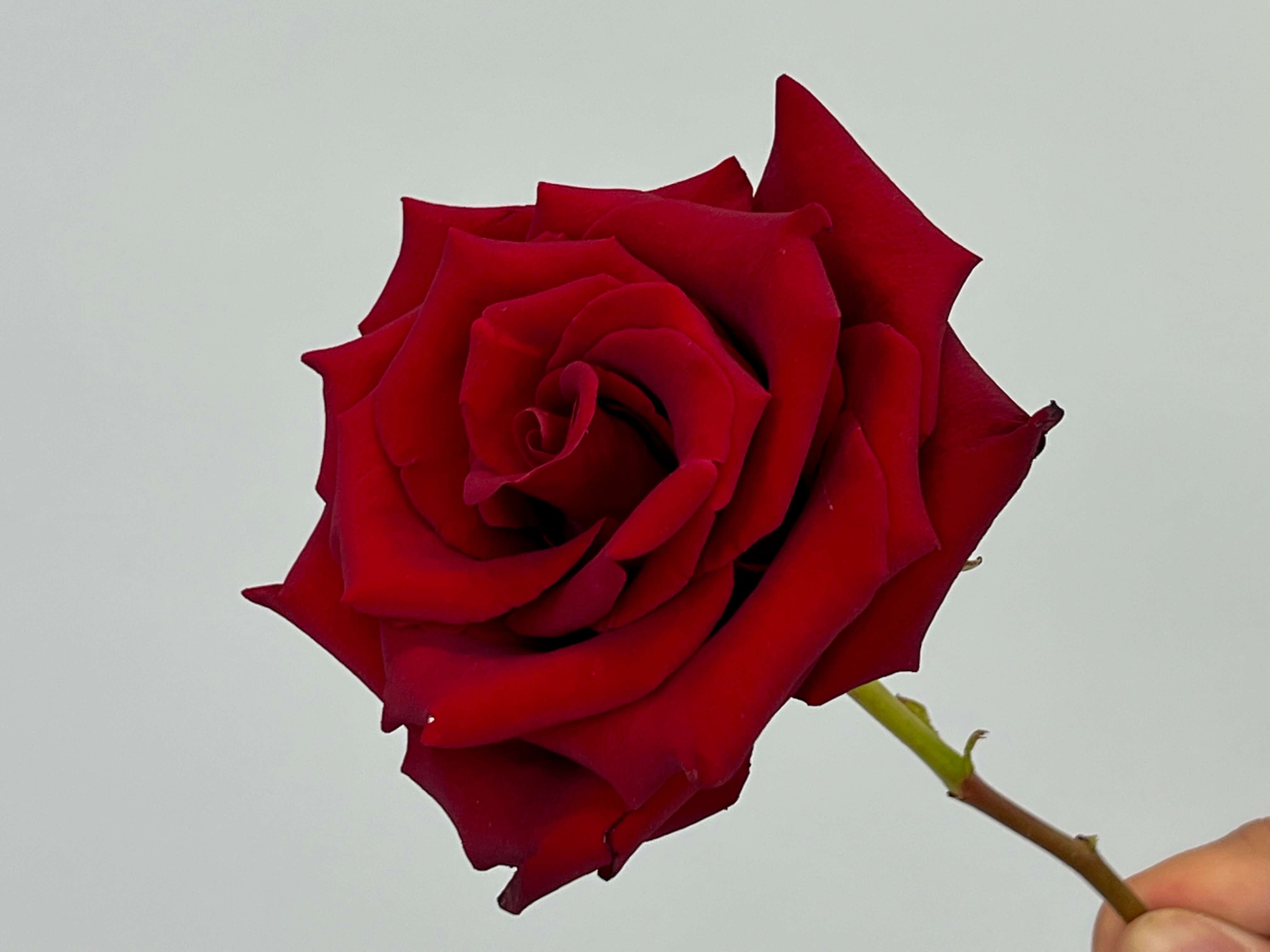 Букет из роз «Эмма»