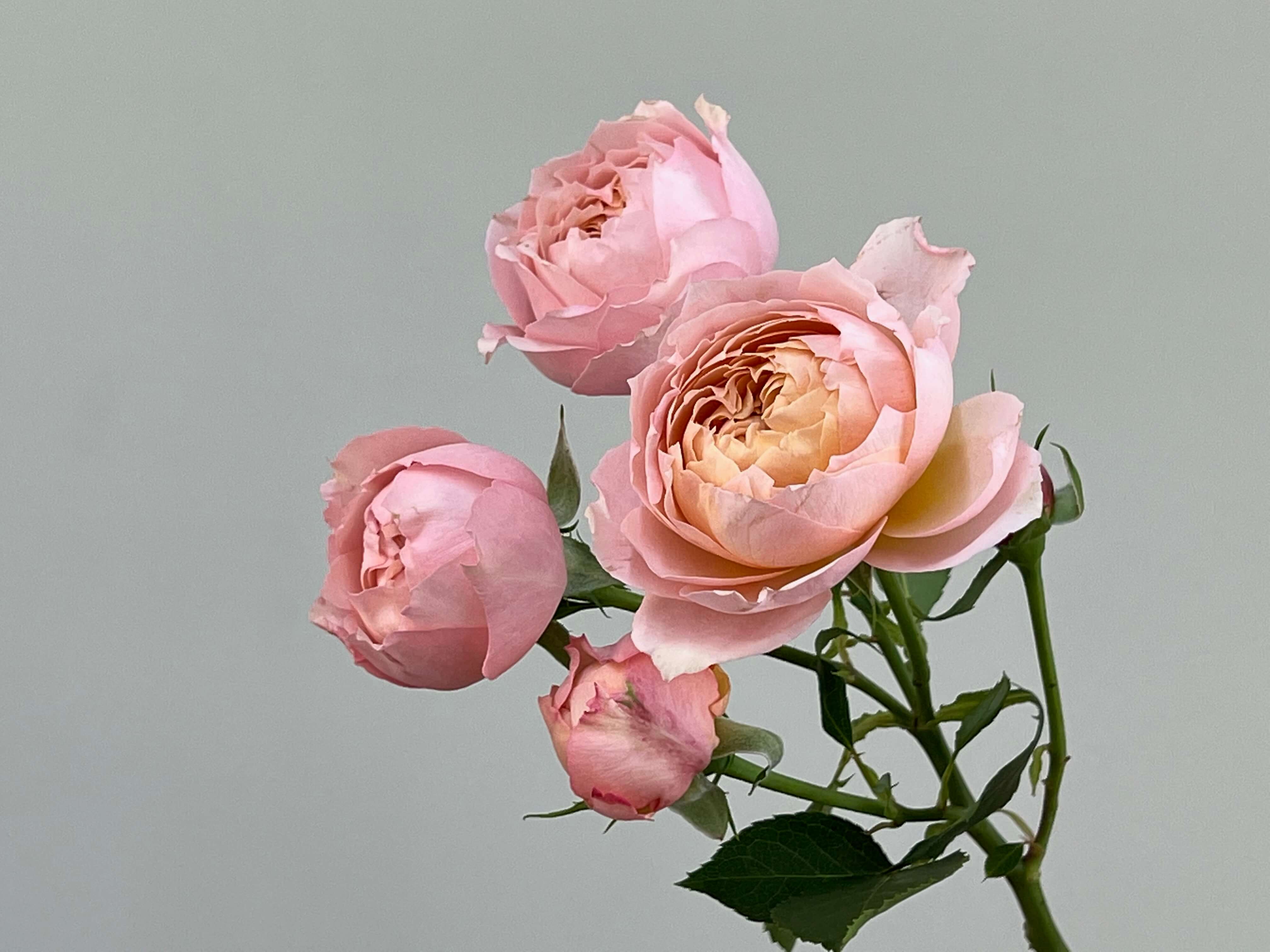 Букет роз «Джульетта»